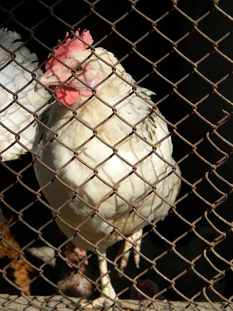 冬会这一平 冬会这一平